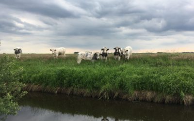 24.08.21: Wie sieht die Weidehaltung in der Zukunft aus? Virtuelle Zäune als neue Technologie einsetzbar?