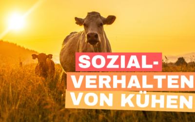 Sozialverhalten von Kühen